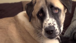 Haatchi 300x168 Un chien abandonn&eacute; et handicap&eacute; redonne la joie de vivre &agrave; un gar&ccedil;on malade
