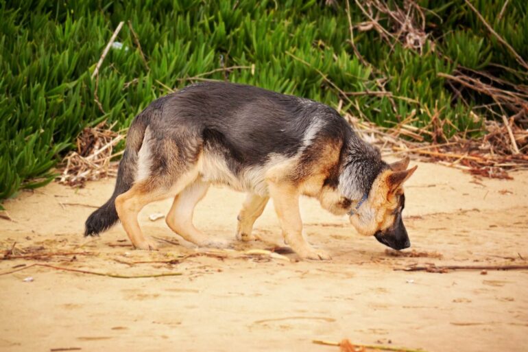 Les sens chez le chien