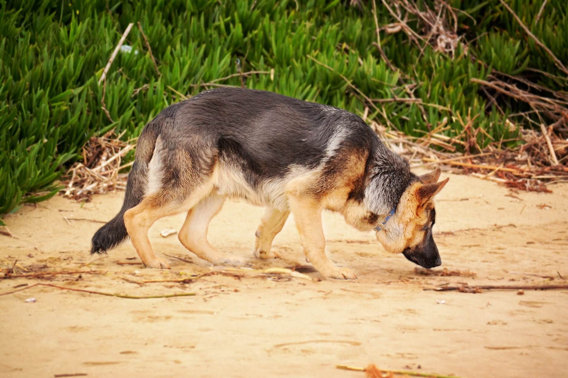 Les sens chez le chien