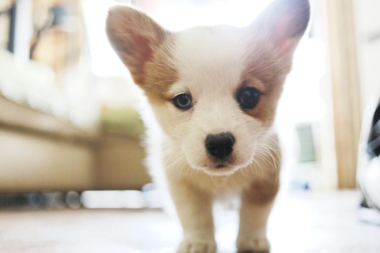 Apprendre la propreté à son chiot