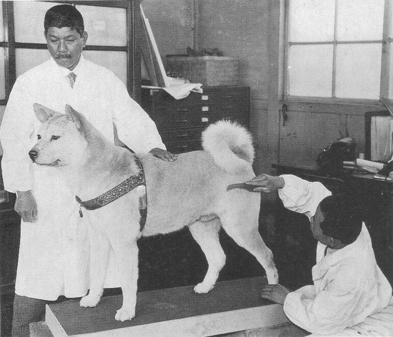 Hachi-Ko chien fidèle Japon