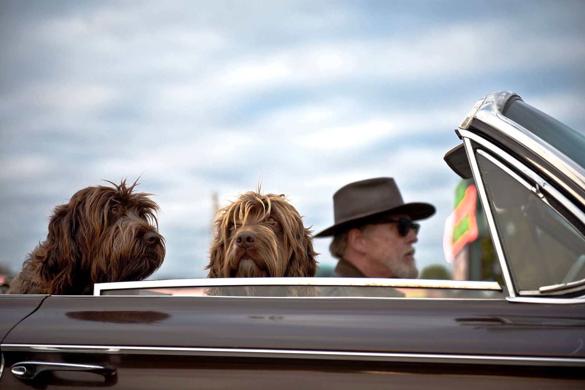 Voyager avec son chien