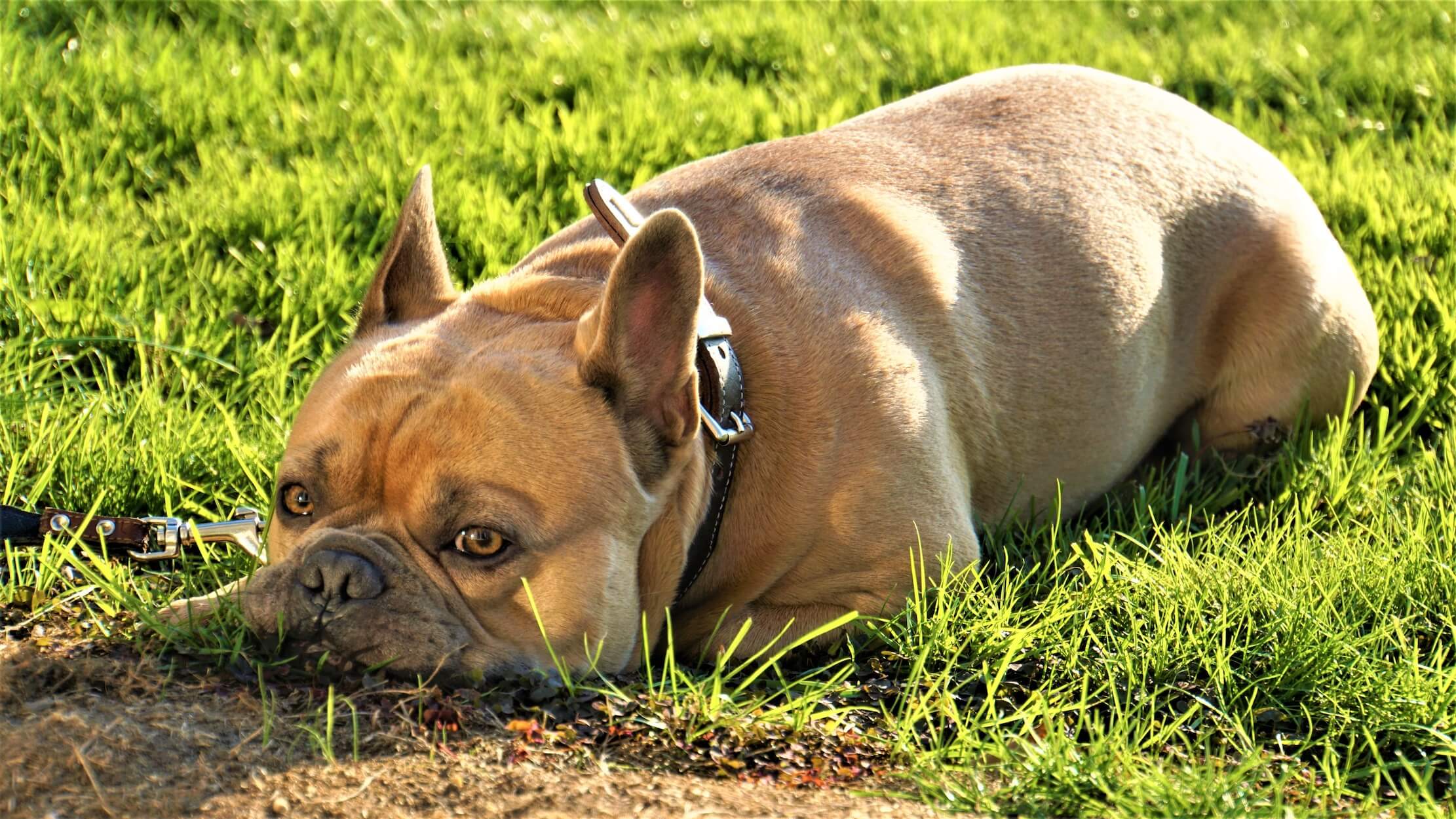 Pourquoi les chiens mangent de l'herbe