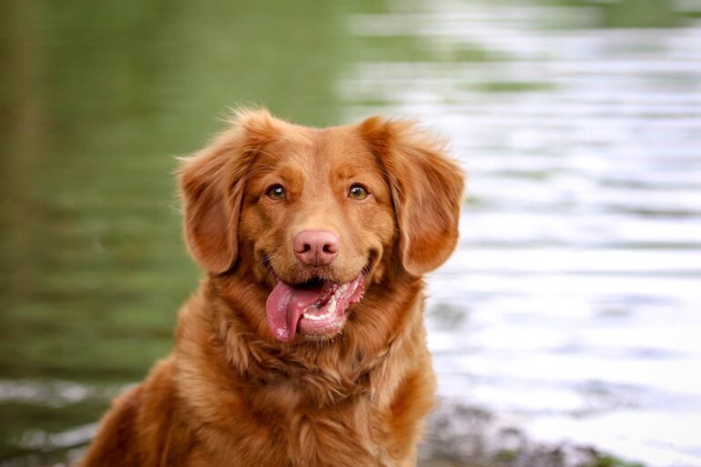 Le sourire chez le chien