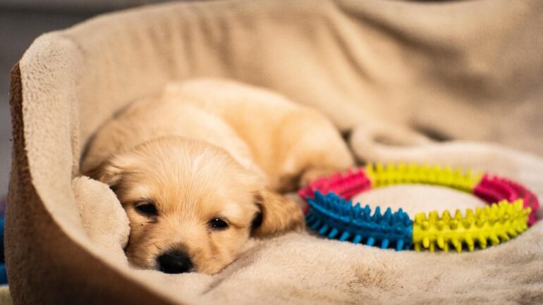 Chien tourne avant coucher