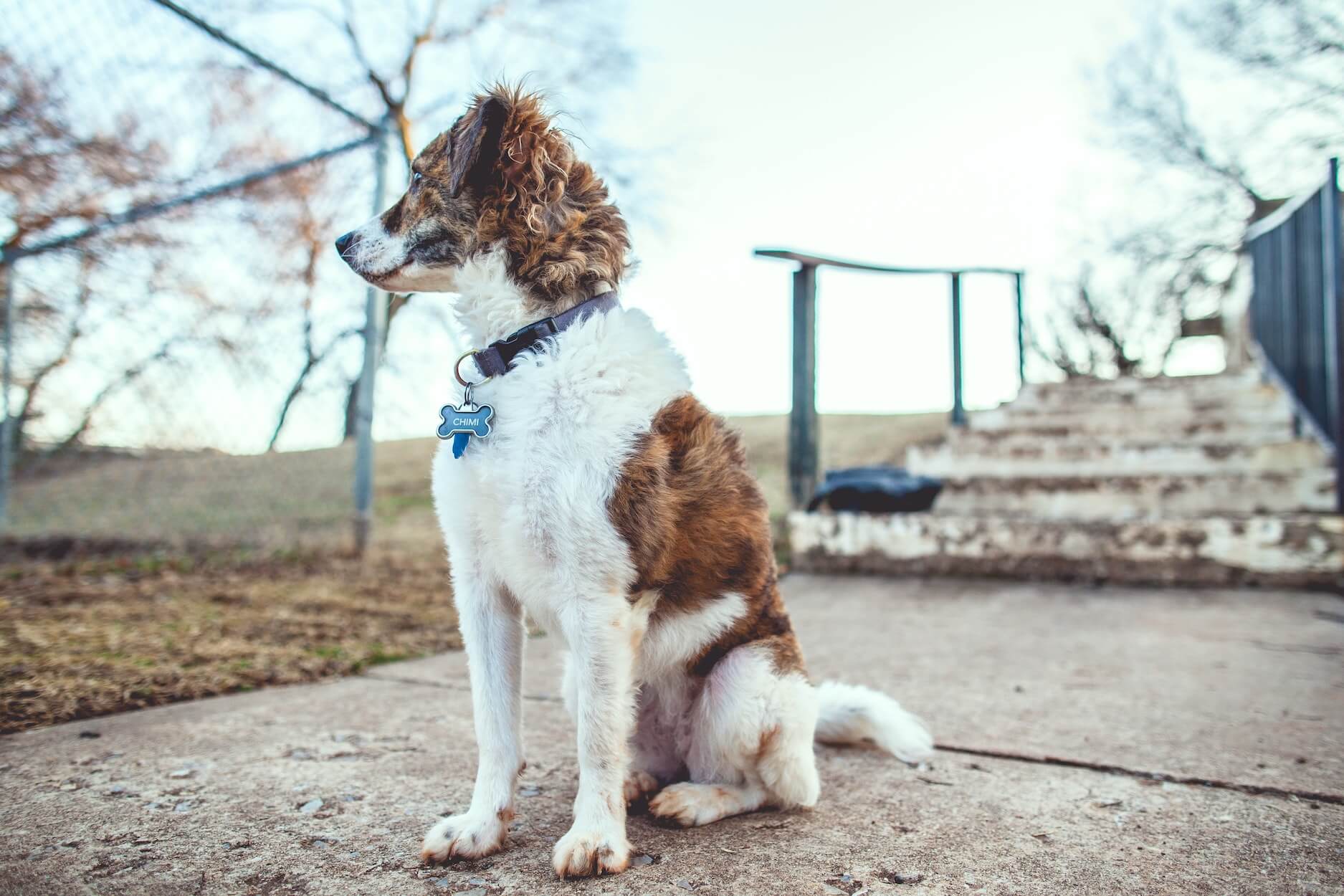 Apprendre ordre assis chien