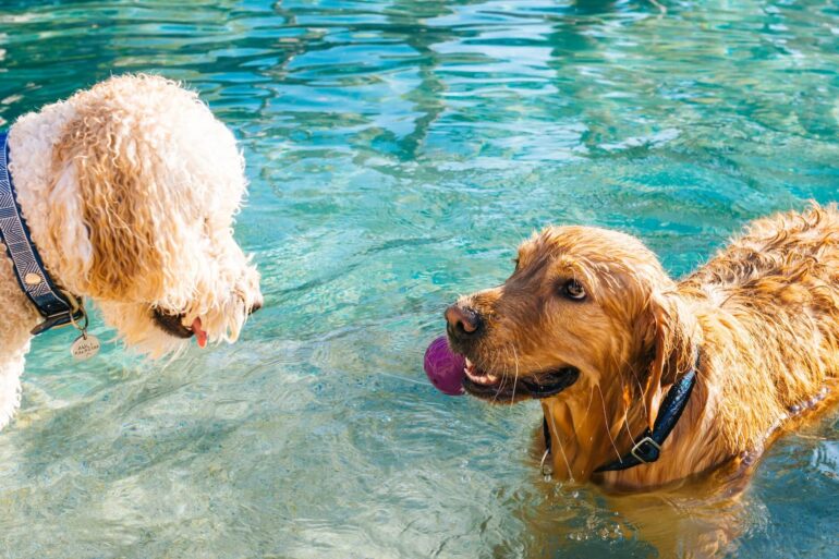 baignade chien conseils