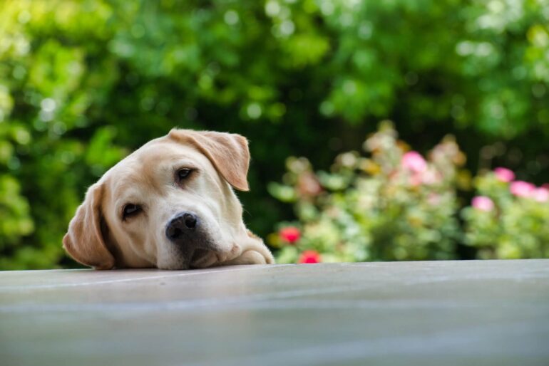 Divorce séparation et chien