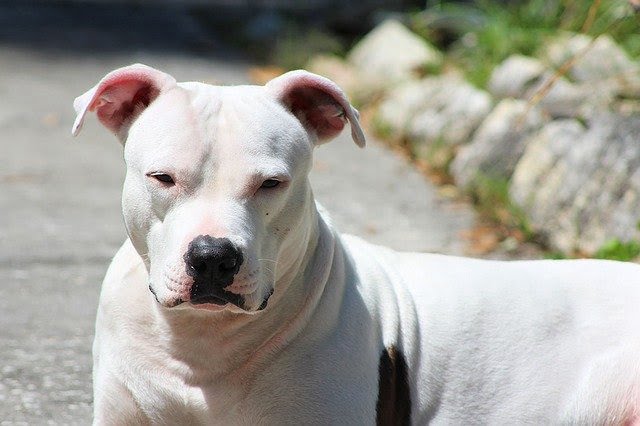 Pit Bull chien de catégorie 1