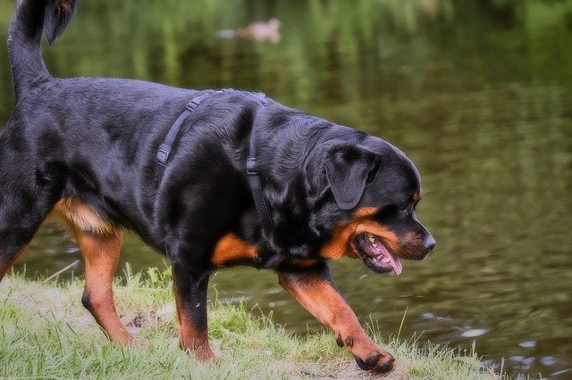 Rottweiler chien de catégorie 2