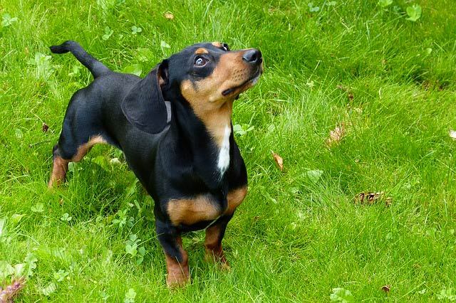 Top 10 Des Races De Chien De Petite Taille Guide Du Chien