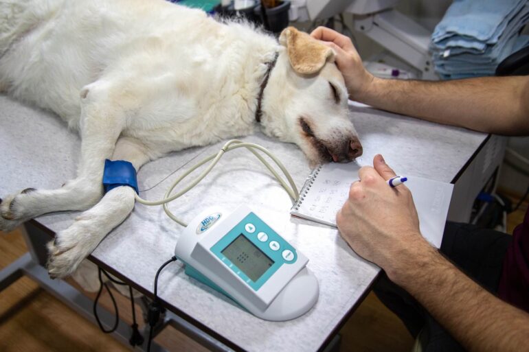 Cancer du poumon chez le chien