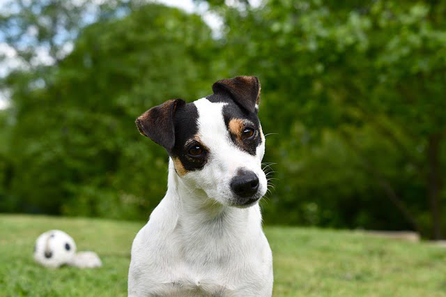 Un Jack Russell Terrier dans l'herbe