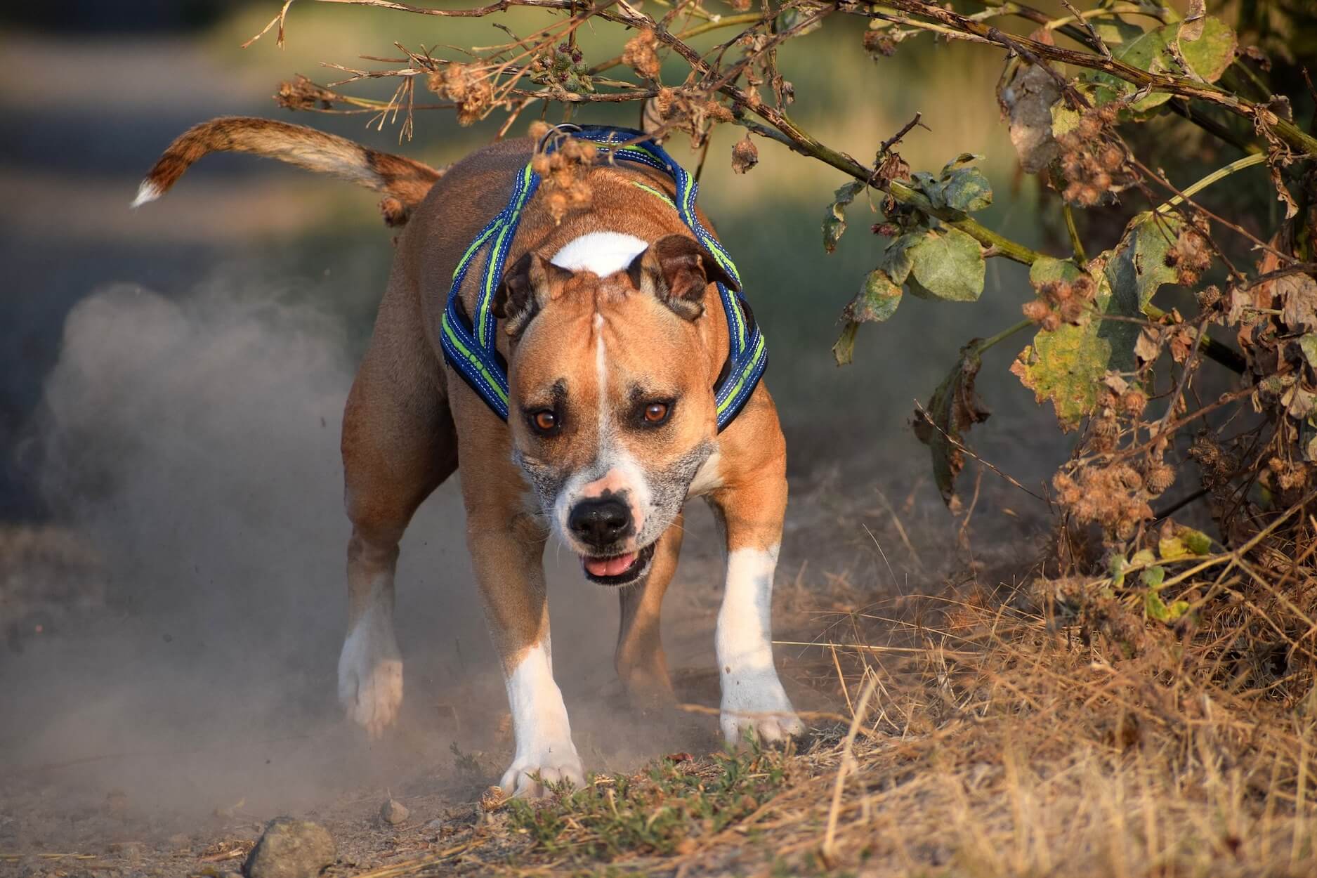 Chien de catégorie loi chiens dangereux