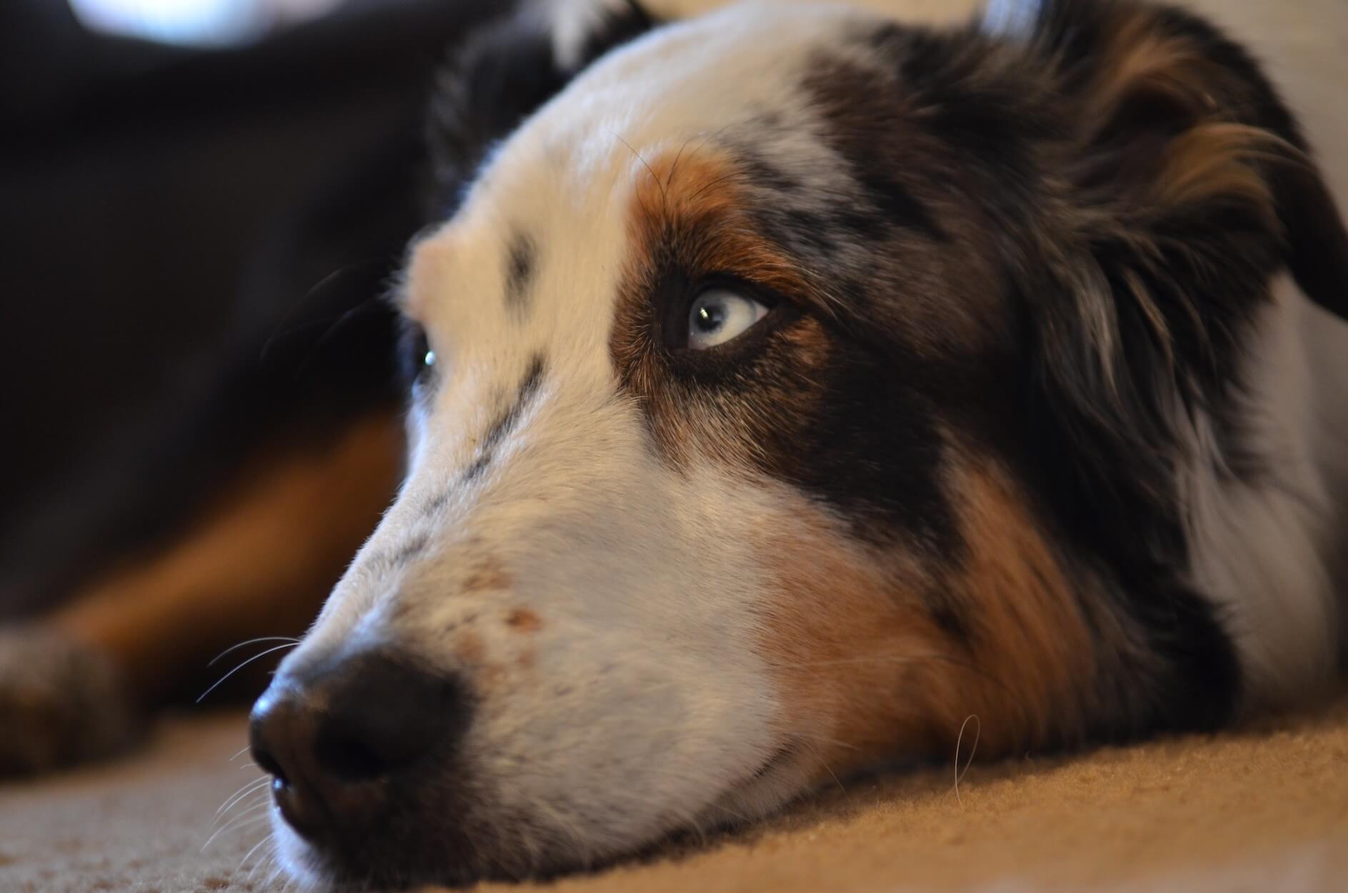 Chien peureux : comment l'aider à surmonter sa peur