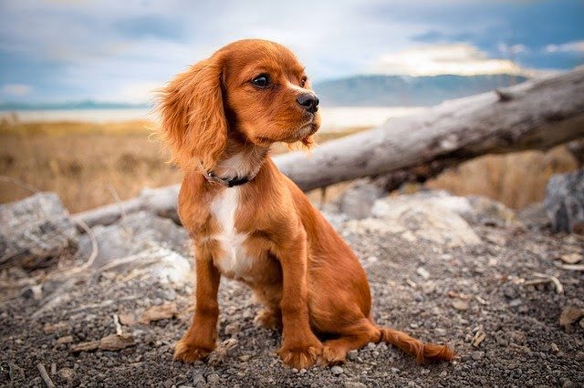 Prévention chien peureux