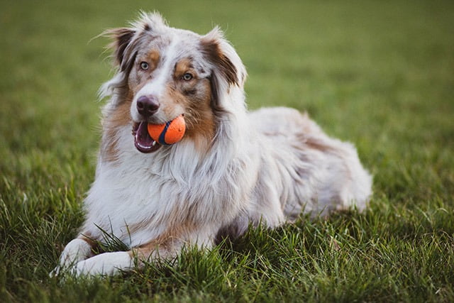 Chien intelligent Border Collie