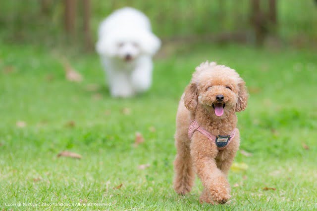 Chien intelligent Caniche