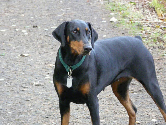 Chien intelligent Dobermann