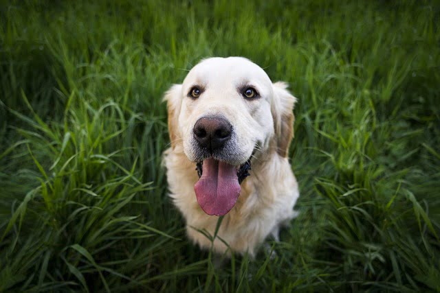 Chien intelligent Golden Retriever