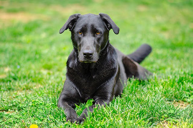 Chien intelligent Labrador Retriever