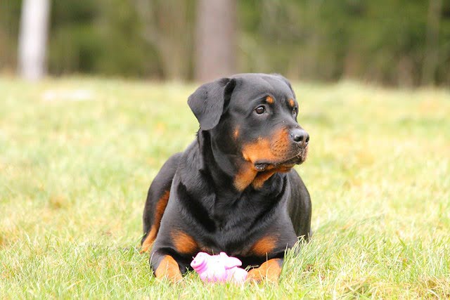 Chien intelligent Rottweiler