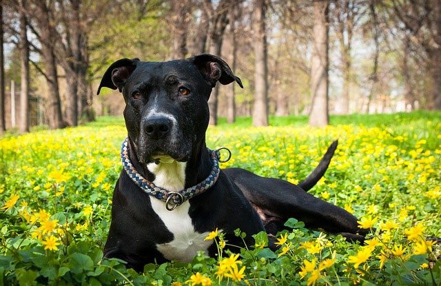 American Staffordshire terrier top chien moyen