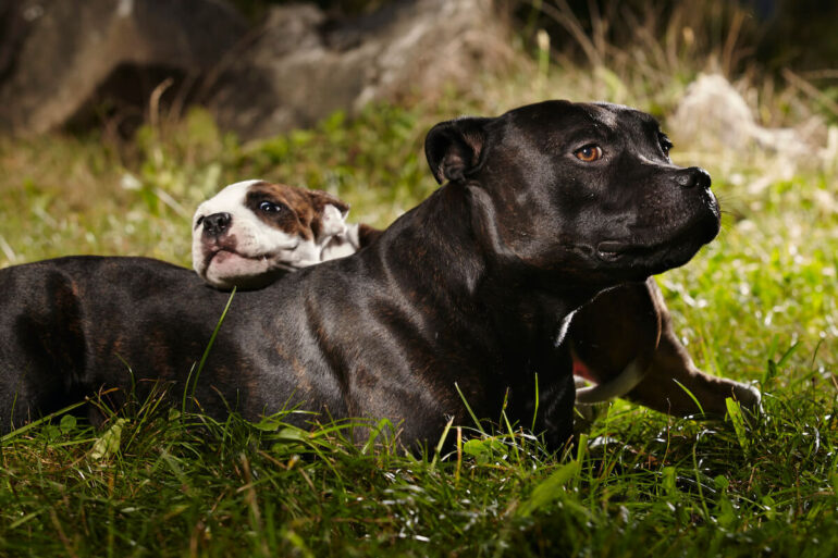 Staffie et chiot