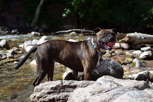Stafforshire Bull Terrier chien moyen