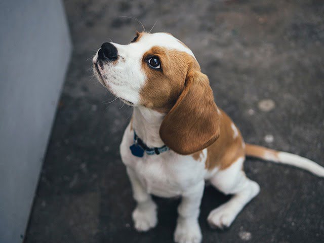 Beagle top chien moyen