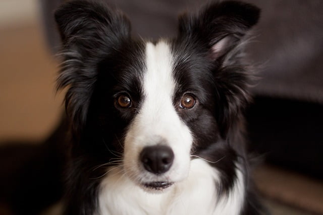 Border Collie chien moyen