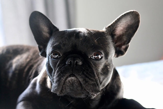 Top chien moyen Bouledogue français