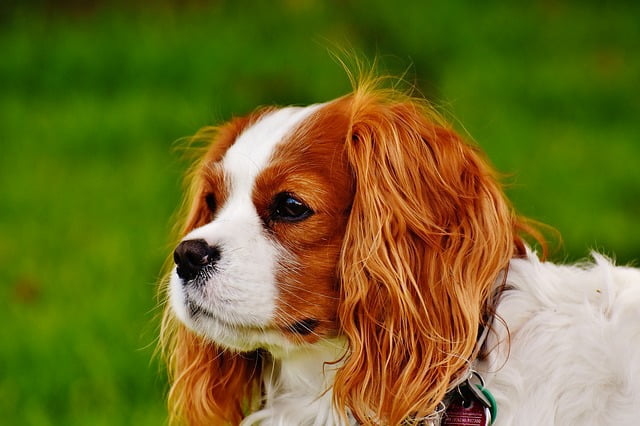 Cavalier King Charles top 10 chien moyen
