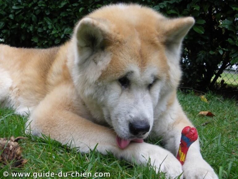 chien se lèche les pattes