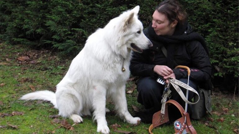 Famille d'accueil pour chien guide d'aveugle pourquoi pas vous