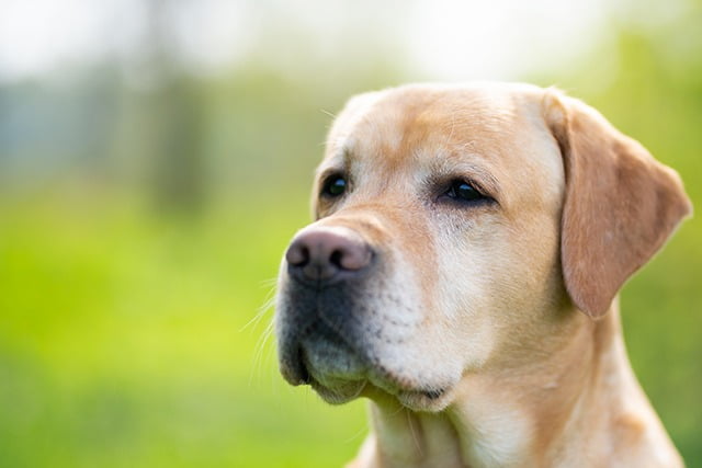 Labrador top chien moyen