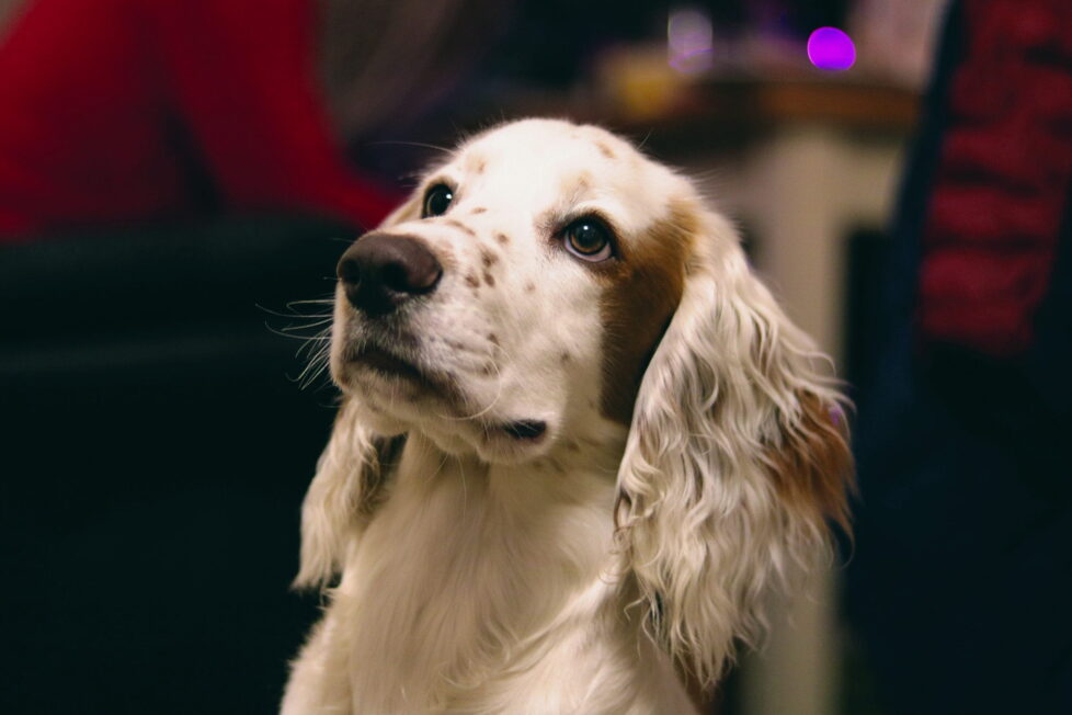 Cocker anglais top chien moyen