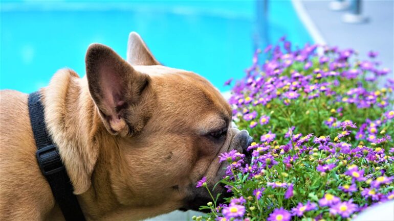 Plantes toxiques pour les chiens