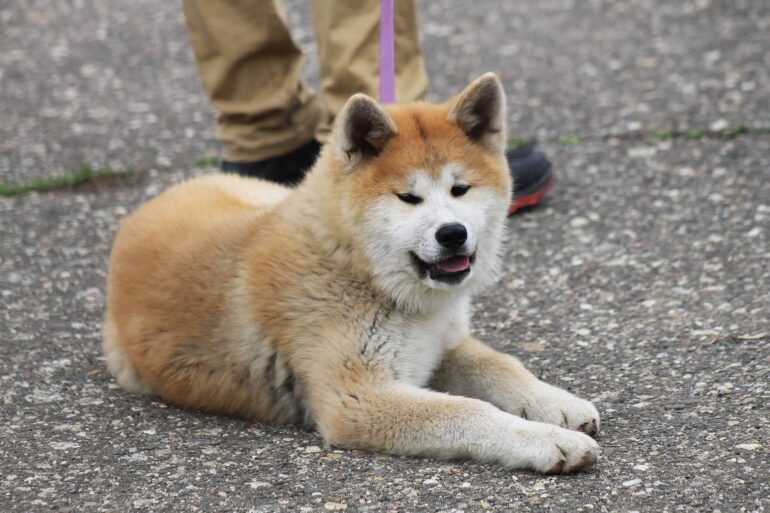 Eduquer un Akita Inu