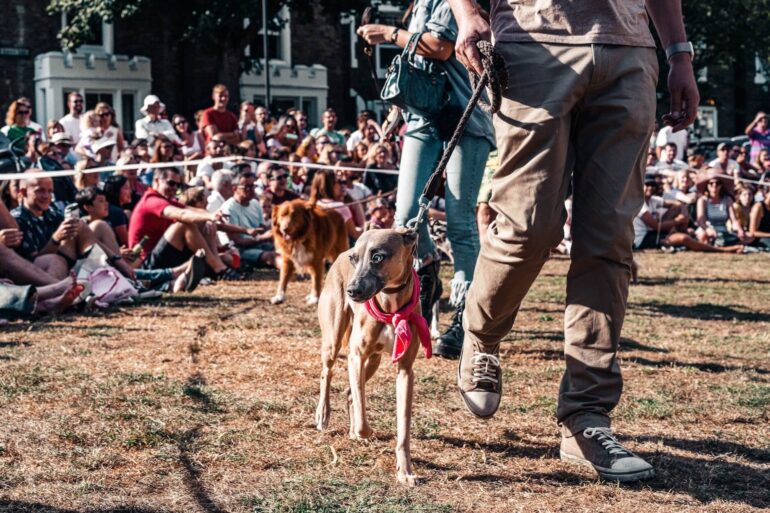 Faire confirmer son chien