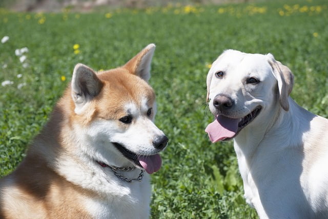 Sociabilisation Akita Inu congénères