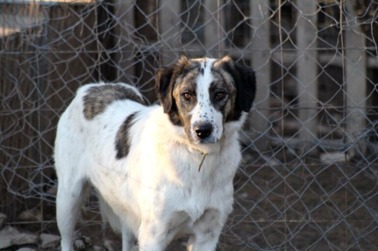 Toux du chenil chien