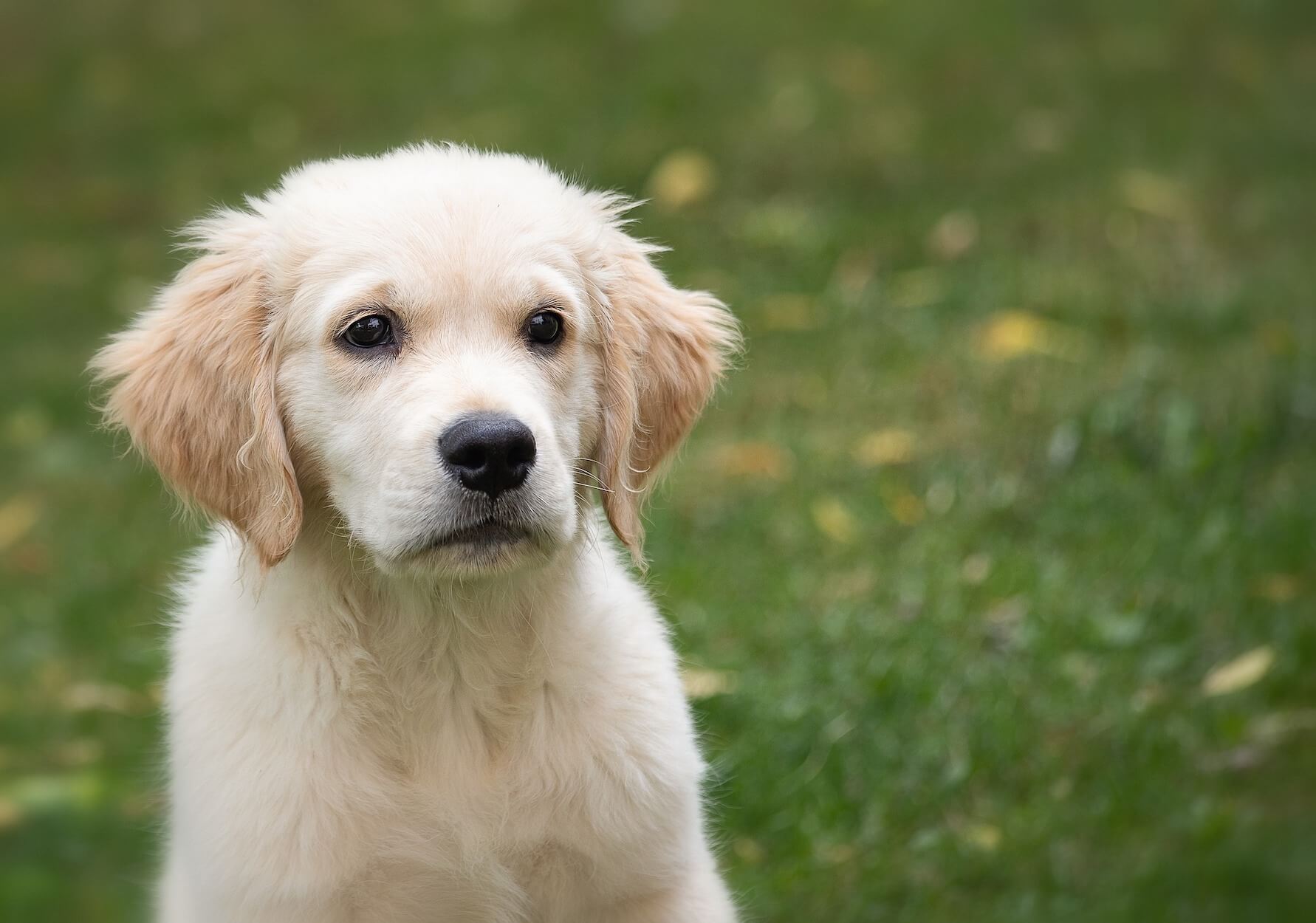 Mon chien vomit que faire