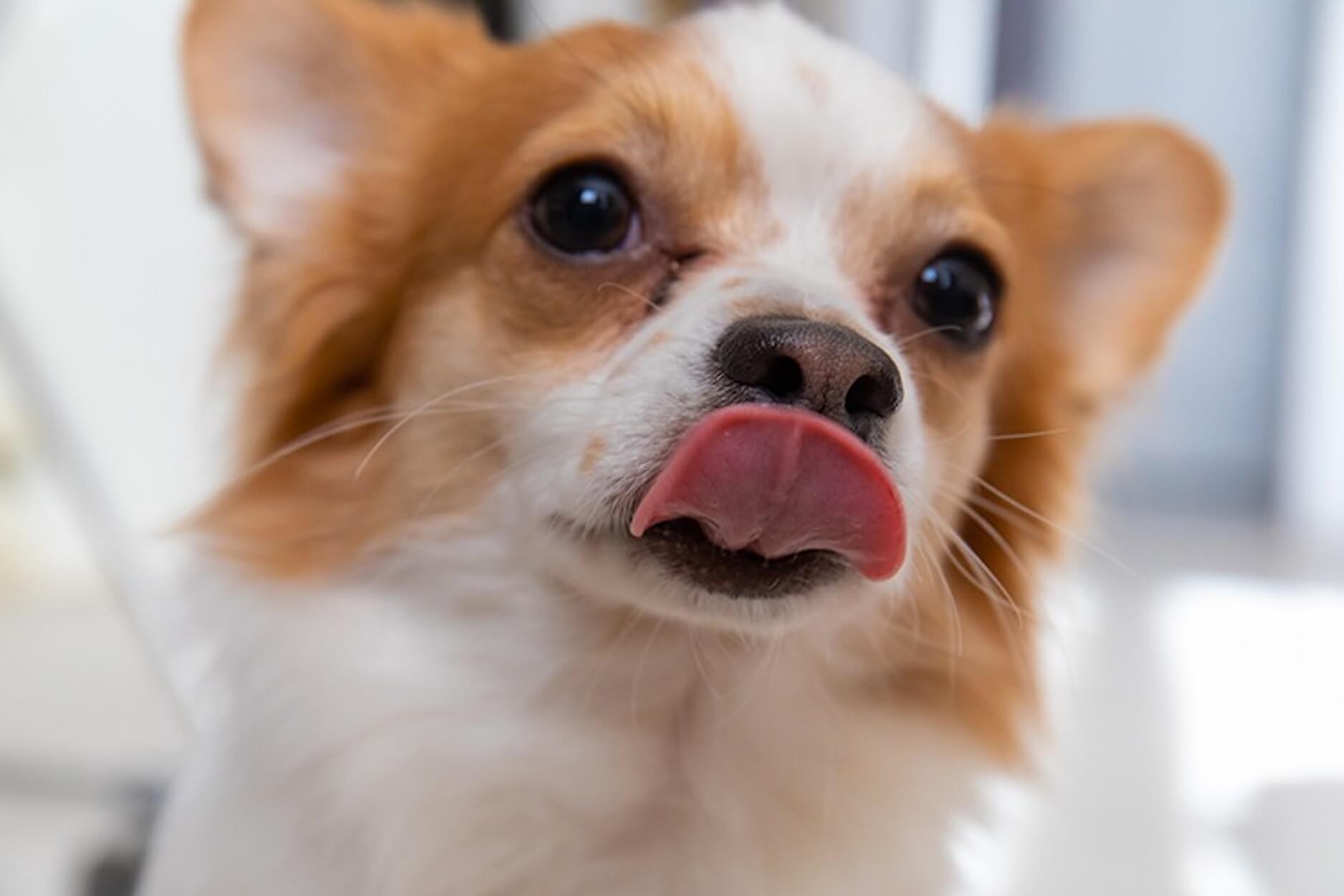 Pourquoi mon chien lèche