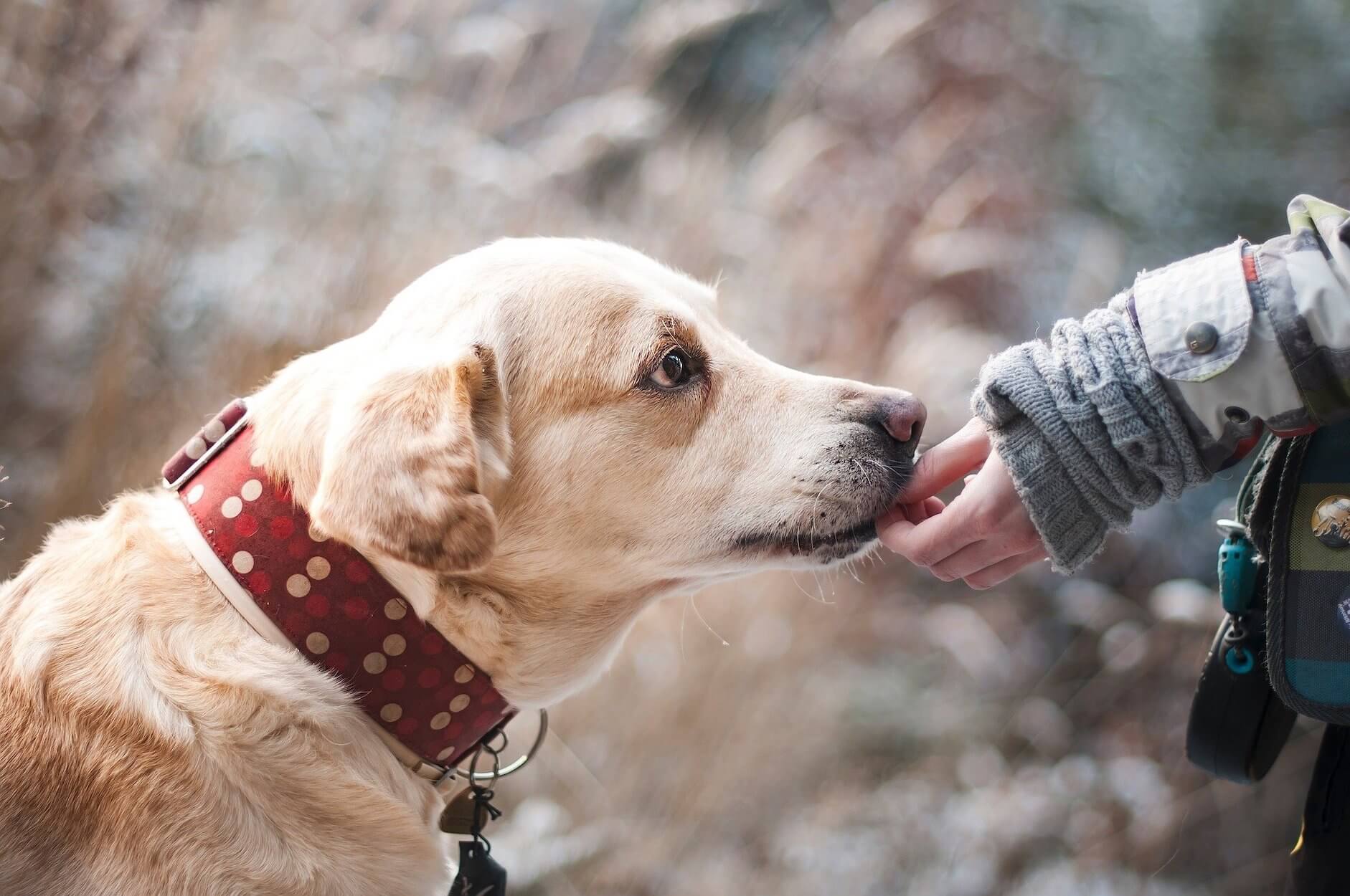 Ordres chien indispensables