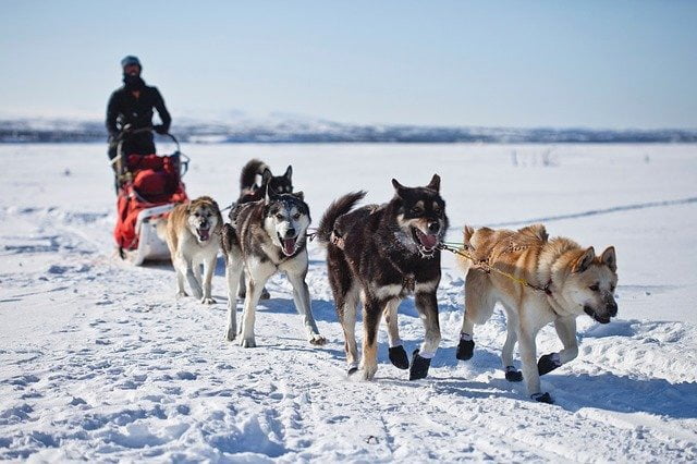 Equipement chien de traineau