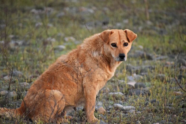 Sauvetage chien autoroute Eldad Hagar