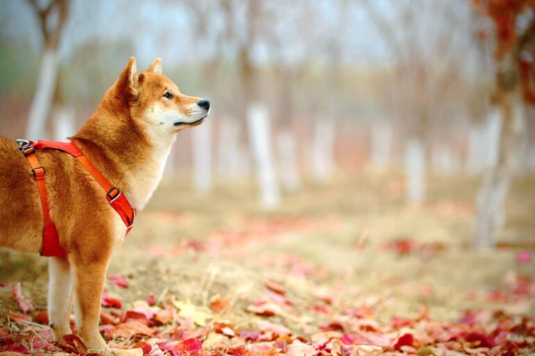 Les bénéfices du chien pour l’Homme