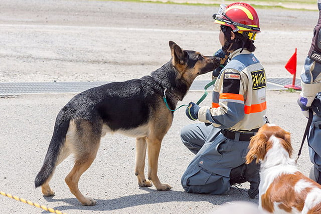 Un chien de recherche