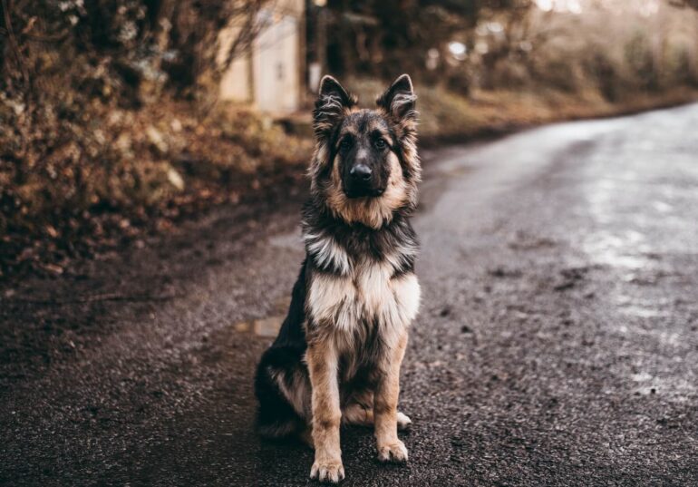 Chien perdu que faire